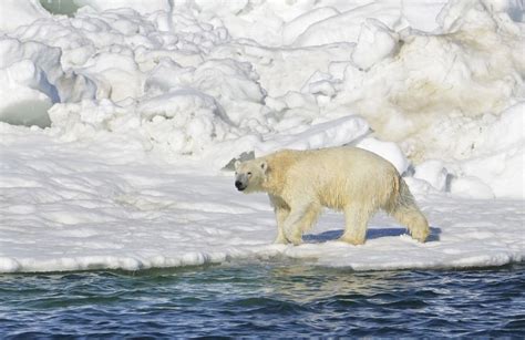 What One Starving Polar Bear Picture Does — And Doesnt — Say About