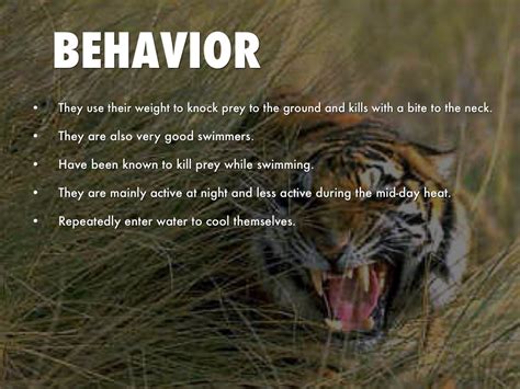 Eye Of The Tiger 10 Traits Of Fearless Leaders