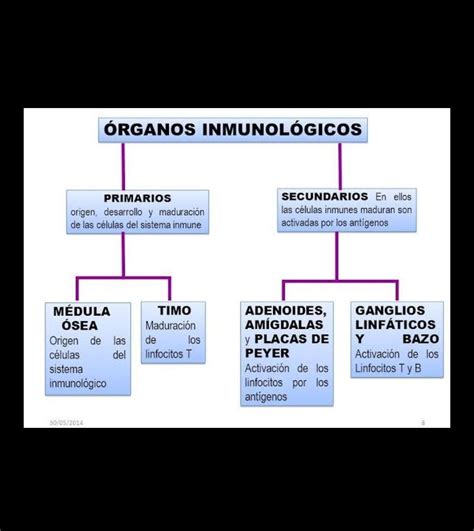 Mapa Conceptual Del Sistema Inmune Brainly Lat The Best Porn Website