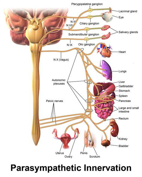 Vagus Nerve Physiopedia