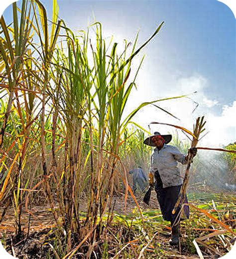 Sugar Cane Bags Direct Carrier Bags