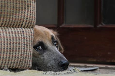 The One Thing That Calmed My Anxious Dog When Everything Else Failed