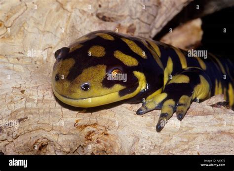 Barred Tiger Salamander Ambystoma Tigrinum Mavortium Stock Photo Alamy