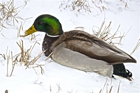 Duck In The Snow Stock Image Image Of Denmark Snow 37403105