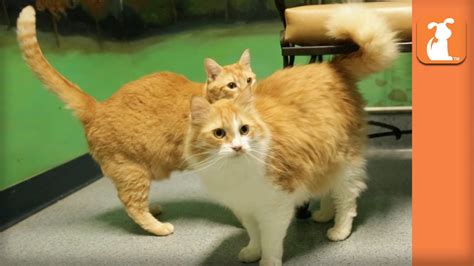 Bonded Pair Of Cats Been At Shelter For 7 Months Waiting For New Home