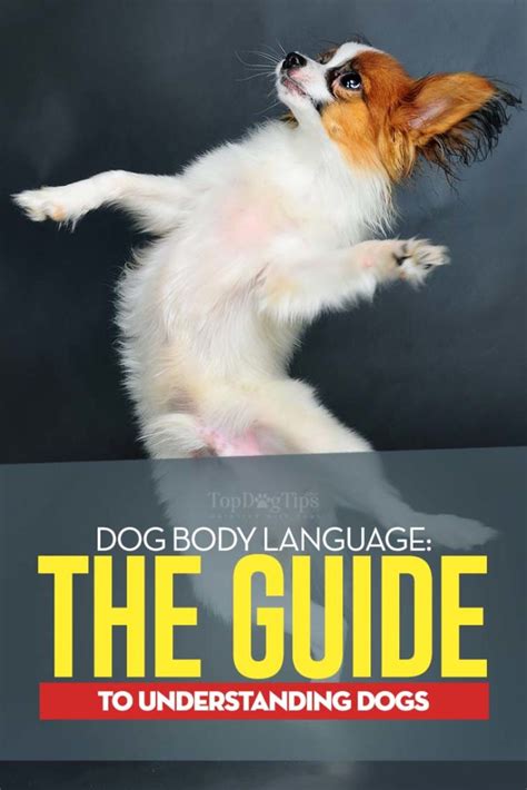 Dog Body Language The Pet Owners Guide To Understanding Dogs
