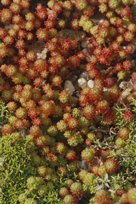 In a natural ecosystem, the ground cover can be used to protect the soil from eroding away. Ground Covers that Replace Grass and Take Foot Traffic