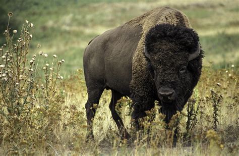 Bison Oklahomas State Animal Image Free Stock Photo Public Domain