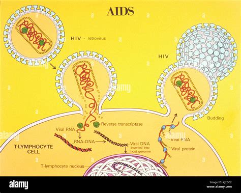 Aids Life Cycle Illustration Stock Photo Alamy