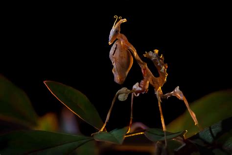 9 Of The Most Absurd Looking Mantis Species