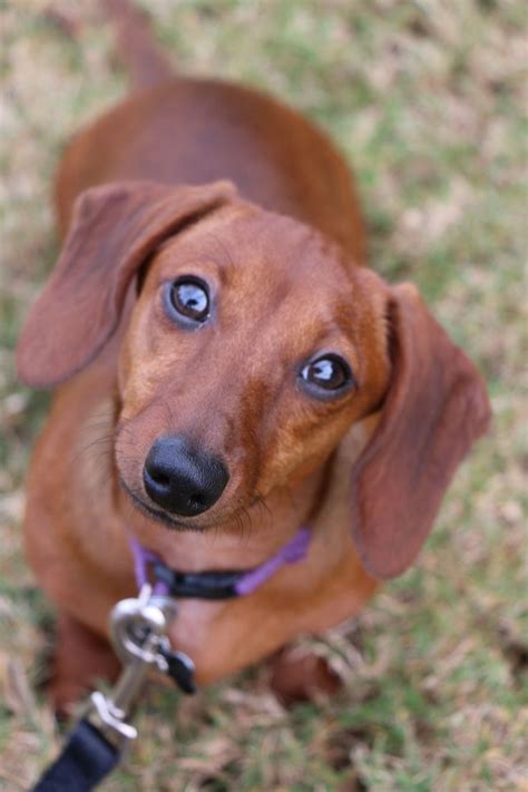 Our Sweet Chloe Red Short Haired Dachshund Doxie Weiner