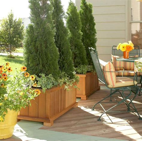 Pin By Kimmi Curnow On Containers Potted Plants Patio Privacy Plants