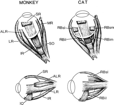 Figure 2 From Biological Organization Of The Extraocular Muscles