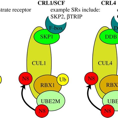 Cullin Ring Ligases Crls Simplified Diagram Of Crl Structure The