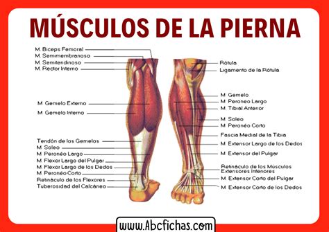 Anatomía De Los Músculos De Las Piernas Sistema Muscular