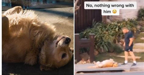Dog Refusing To Go Home After A Walk Has Inspired Us To Do The Same