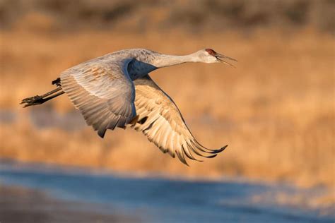 What Do Sandhill Cranes Eat Diet And Facts