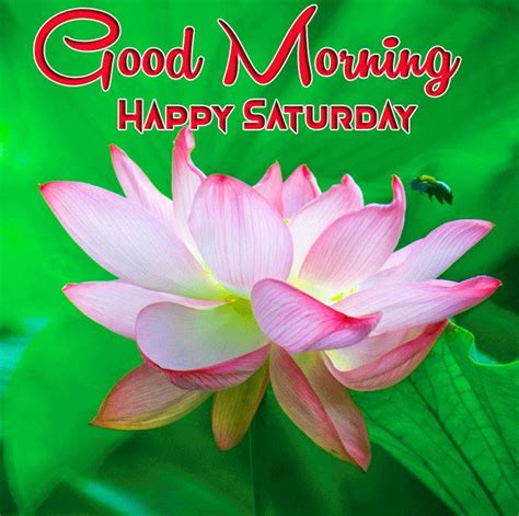 Lotus Flower Good Morning Happy Saturday Hd Good Morning