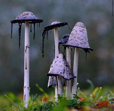 10 Most Poisonous Mushrooms In The World Avoid Them Pagalparrot
