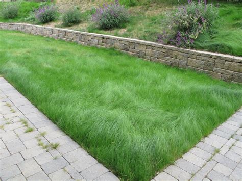 Eco Lawn Eco Lawn Lawn Alternatives Lawn