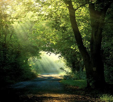 1920x1080px 1080p Free Download Light The Way Forest Pathway