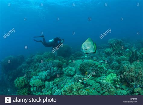Scuba Diver Batfish Apo Island Hi Res Stock Photography And Images Alamy