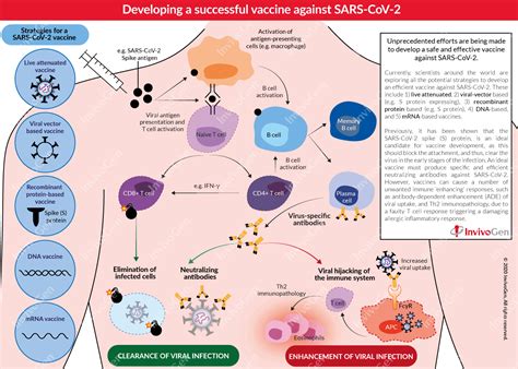 Covid 19 Vaccine Development Invivogen