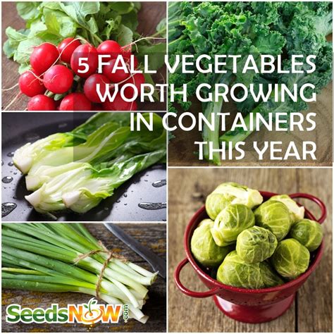 Fall And Winter Season 5 Cool Weather Vegetables To Grow
