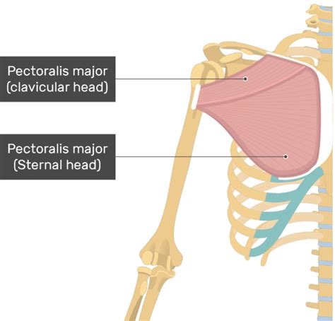 An Image Showing The 2 Heads Of The Pectoralis Major Muclse Clavicular