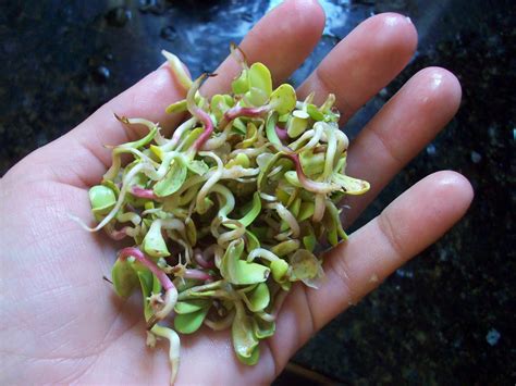 Homestead Roots: Sprouting Sunflower Seeds
