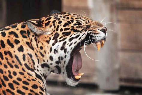 10 Enthralling Jaguar Facts