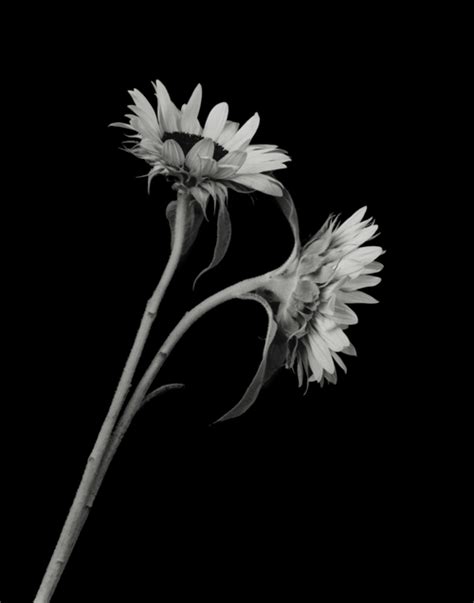 Dale M Reid Contemporary Fine Art Photography Floral