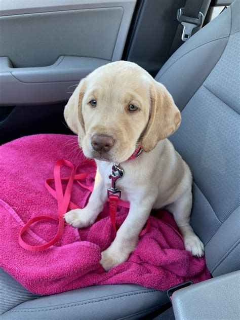 The most loyal and loving family dog! Labrador Retriever Puppies For Sale | Fredericksburg, VA ...