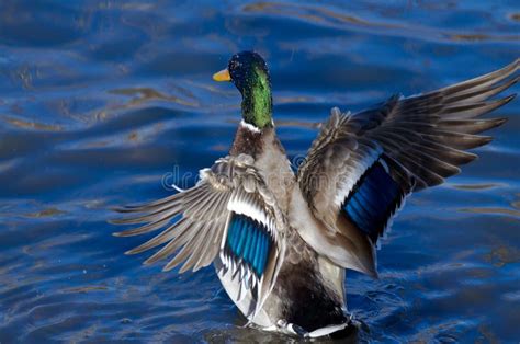 Mallard Duck On The Water With Outstretched Wings Stock Photo Image