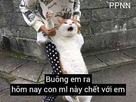 Mèo vàng buồn bã nói lộ hết rồi không còn gì nữa rồi Ảnh Chế Meme