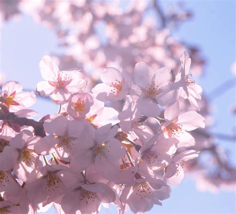 Free Images Branch Sunshine Flower Petal Spring Produce Flora