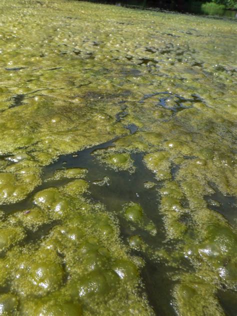 Filamentous Algae Control In Lake Weed And Algae Control Case Study