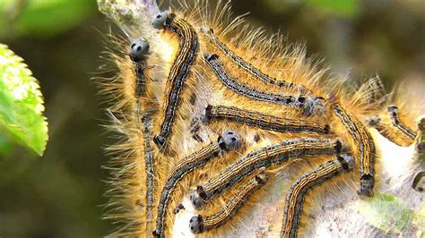 Inflammation And Hives From Kemushi Caterpillars Tokyo Expat Guide