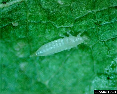 Pear Thrips Taeniothrips Inconsequens