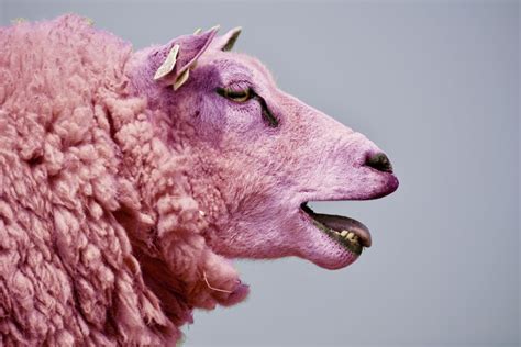 Take Your Brand To The Next Level With Pink Sheep Co Pink Sheep Co