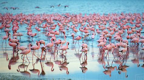 Reflection Of Large Flock Of Pink Flamingos Standing In A Lake Stock