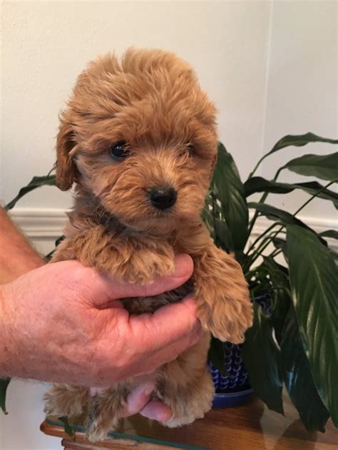 They are a cross between a golden retriever & a poodle. Toy Goldendoodle: History, Facts, Personality, Temperament ...