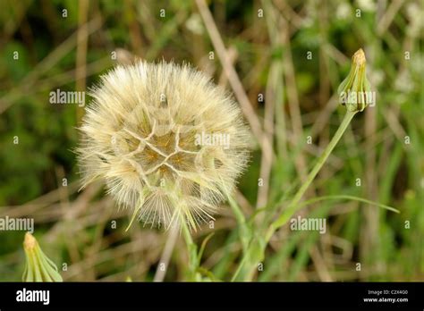 Goat S Beard Tragopogon Pratensis Seed Head Stock Photo Alamy