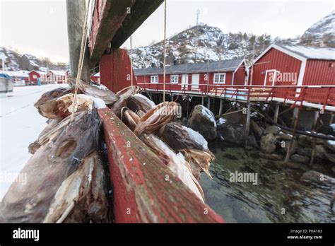 Hanging Stockfish To Dry Out Nusfjord Lofoten Islands Nordland