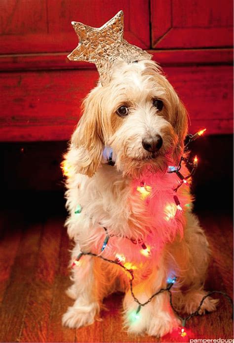 Get save up to 20% on dog toys at dr. Homemade Organic Dog Treat Recipes, Plus Holiday Coupon ...