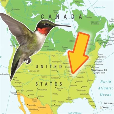 2023 Fall Hummingbird Migration Canada And United States — Empress Of Dirt