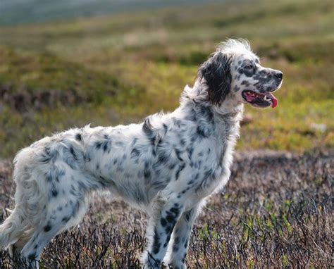 How English Is The English Setter Project Upland Magazine