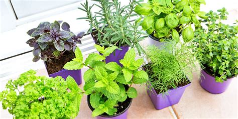 How To Grow Herbs Indoors Create Your Own Diy Herb Garden