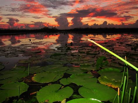 Everglades Sunset By Brooke Trace Floridian Everglades Natural