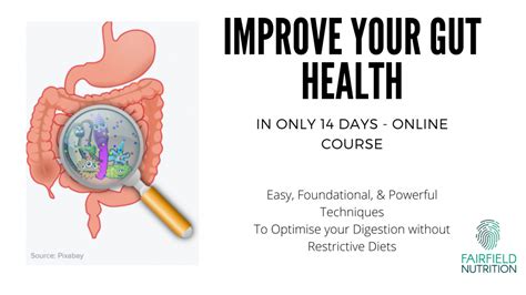 How To Improve Your Digestive Health Short Course Fairfield Nutrition